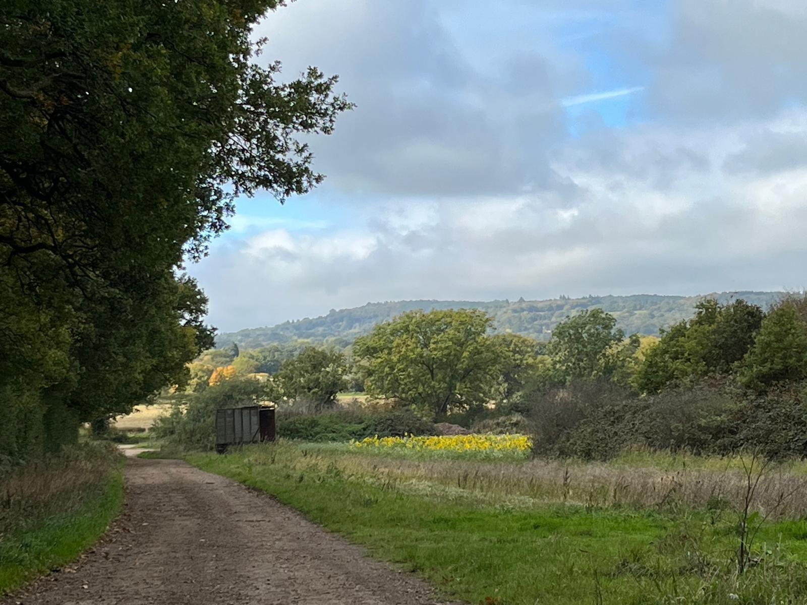 View near Holmwood common